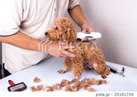 Groomer grooming poodle dog with trim clipper 20161730