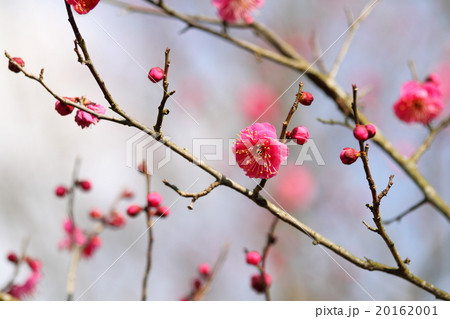 ウメの花 20162001