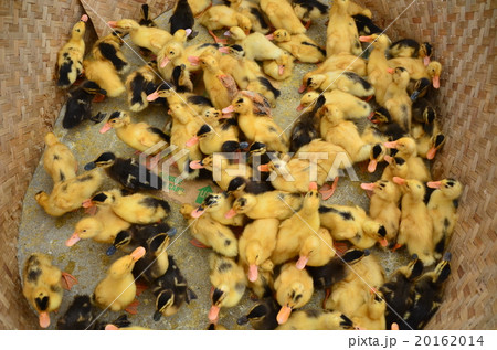 ベトナム北部　バクハ　花モン族の日曜市　ひよこの群れ　 20162014