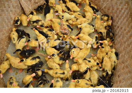 ベトナム北部　バクハ　花モン族の日曜市　ひよこの群れ　 20162015