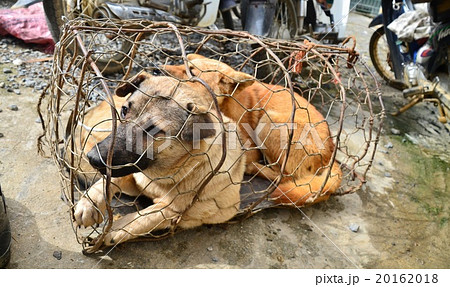 ベトナム北部　バクハ　花モン族の日曜市場　籠の中の犬　 20162018