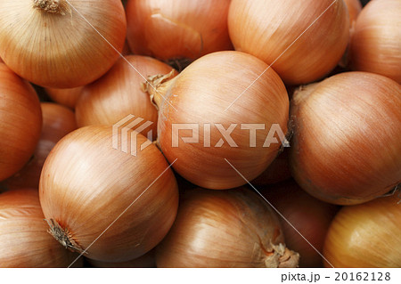 タマネギ タマネギ 20162128