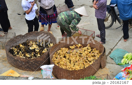 ベトナム北部　バクハ　花モン族の日曜市場　ひよこの群れ 20162167