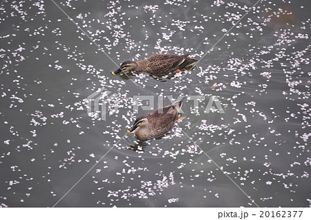 都会のサクラ 20162377