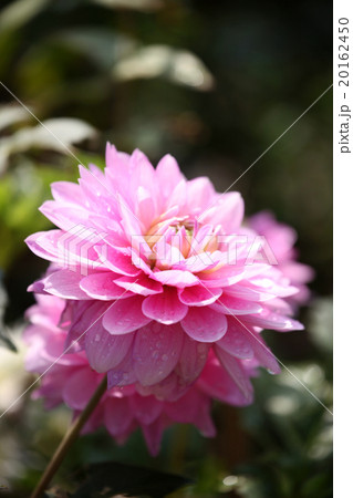 ダリアの花 ダリアの花 20162450