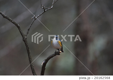 ルリビタキ 20162568