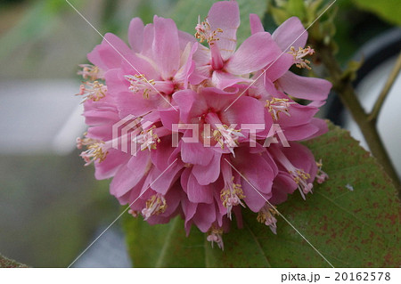 アカバナハカマノキ アカバナハカマノキ 20162578