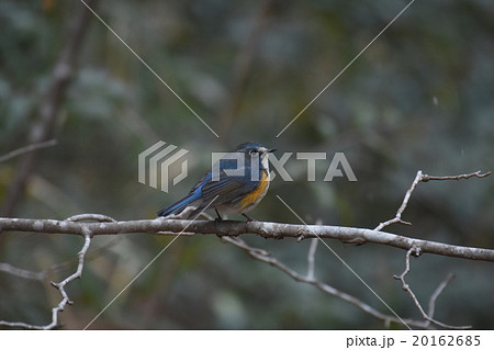 ルリビタキ 20162685