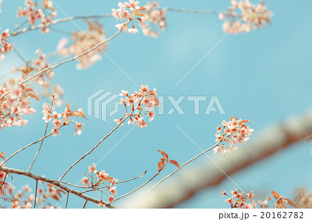 Wild Himalayan Cherry spring blossom 20162782