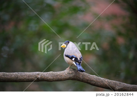 イカル イカル 20162844