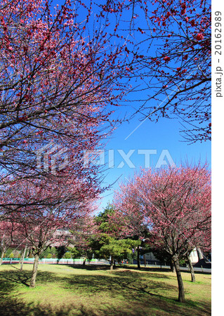 芦花公園の梅 20162989