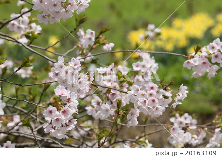 春の印象　桜 20163109
