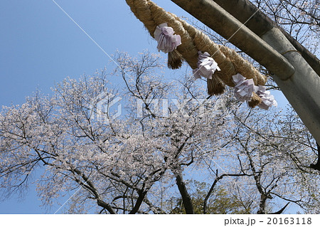 春の印象　神社 20163118