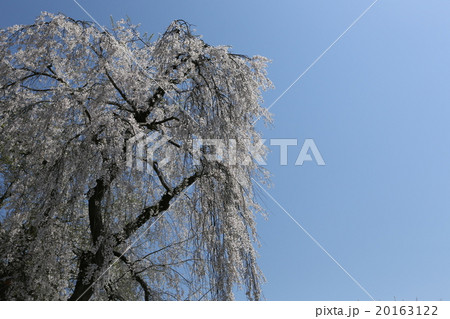 春の印象　桜 20163122