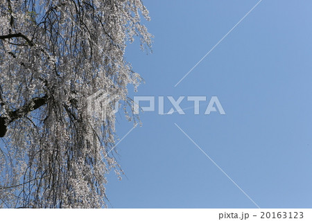 春の印象　桜　 20163123