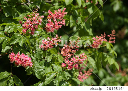 ベニバナトチノキ ベニバナトチノキ 20163164