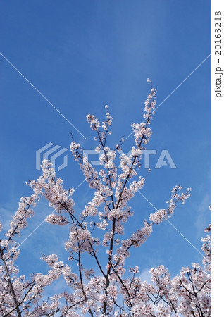 青空に咲く桜. 青空に咲く桜. 20163218