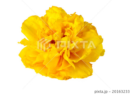 Cochlospermum on white BG Cochlospermum on white BG 20163233