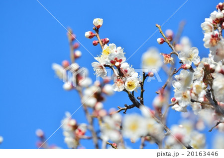 梅の花(N) 梅の花(N) 20163446