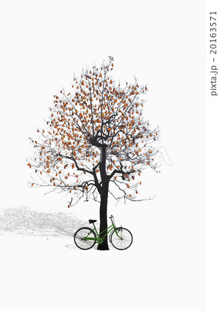 柿の木と自転車 20163571