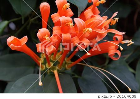 カエンカズラ 筒咲 カエンカズラ 筒咲 20164009