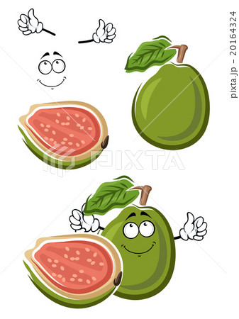 Ripe cartoon green guava fruit 20164324