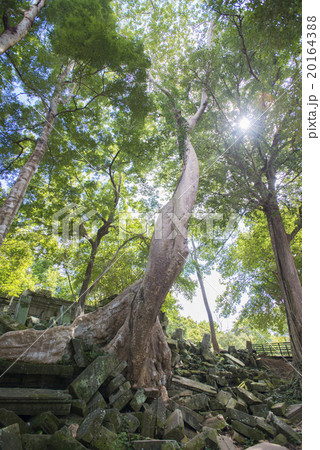 カンボジア シェムリアップ ベンメリア遺跡 カンボジア シェムリアップ ベンメリア遺跡 20164388