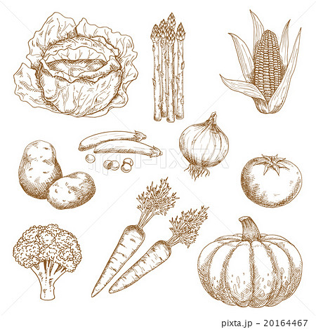 Hand drawn sketches of vegetables 20164467