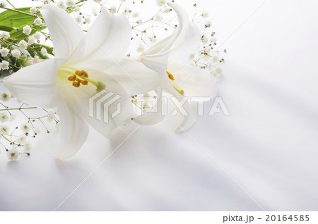 ユリの花 20164585