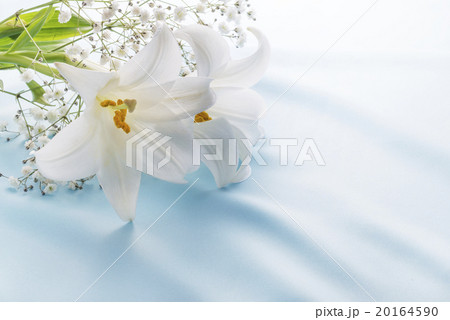 ユリの花 20164590