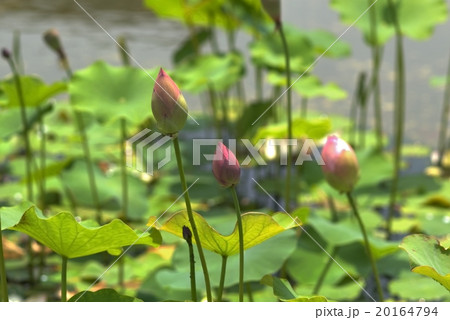 蓮 赤いつぼみ 蓮 赤いつぼみ 20164794
