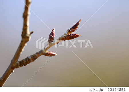 自然 植物 カスミザクラ 冬芽です 野生種の桜で山地に多くヤマザクラより開花が遅いそうですの写真素材 1641