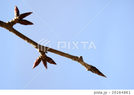 自然　植物　カスミザクラ、冬芽です。ヤマザクラと同様に若葉の展開と開花が同じ時期だそうです 20164861