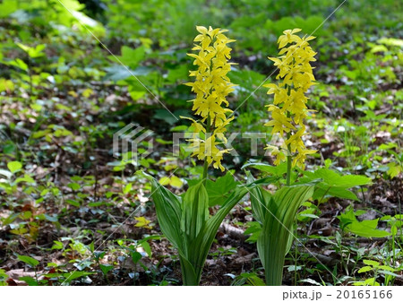 エビネの花 20165166