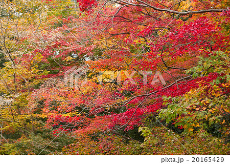 実相院 滝の間に面した紅葉を中望遠撮影 京都の写真素材