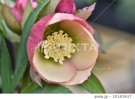 クリスマスローズ 20165637