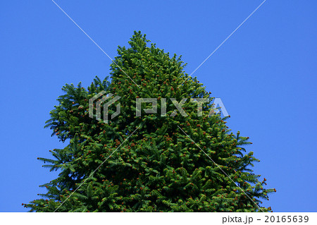 広葉杉　コウヨウザンと申します。 20165639