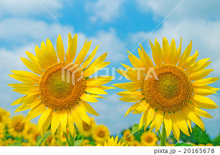 ひまわり 20165678