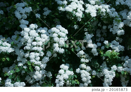 小手毬　花言葉は「優雅」 20165873