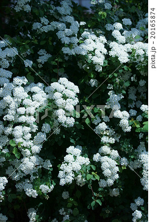 小手毬　花言葉は「優雅」 20165874