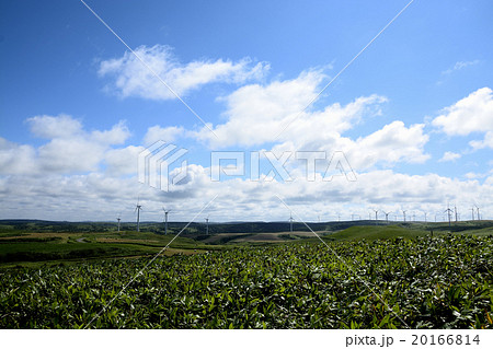 宗谷丘陵 20166814