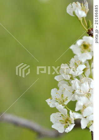 李（すもも）の花 20166885