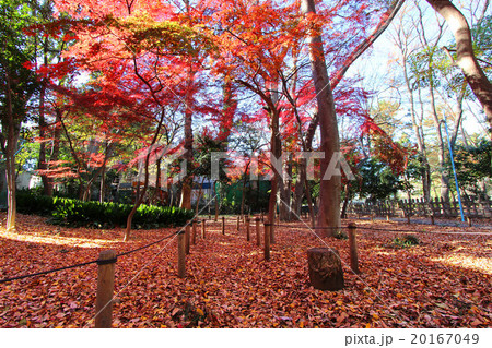 和田堀公園の紅葉 20167049