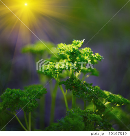 Curly parsley leaves closeup in the garden 20167319