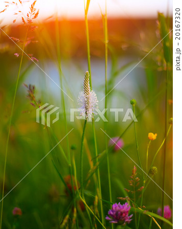 Common plantain on meadow 20167320