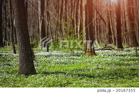 Flowering anemones in forest at springtime 20167355