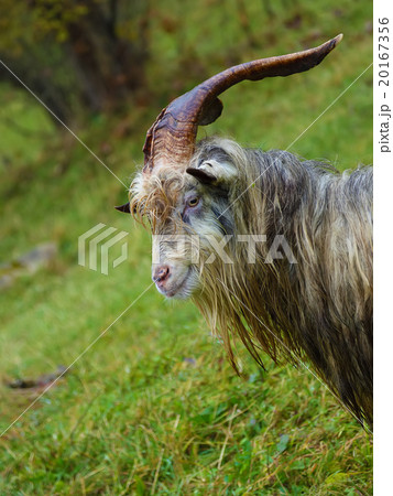 Herd of goat on a mountain pasture 20167356
