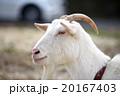 ヤギ、横顔 20167403