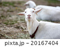 ヤギ、正面 20167404