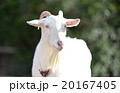 ヤギ、正面 20167405